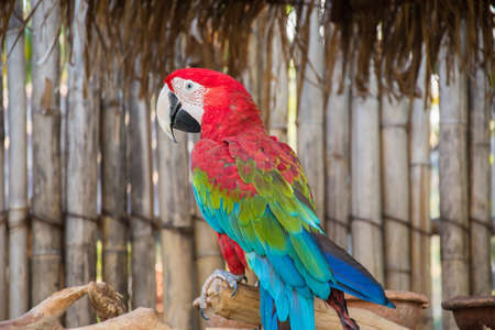 Greenwinged Macaw