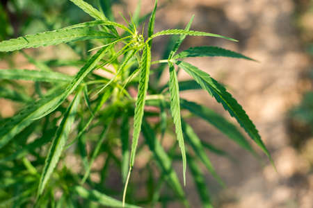 Green cannabis at marijuana farmの写真素材