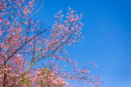 Himalayan cherry blossom, outdoor pink Sukura or Himaayan Cherry Blossom bloomingの写真素材