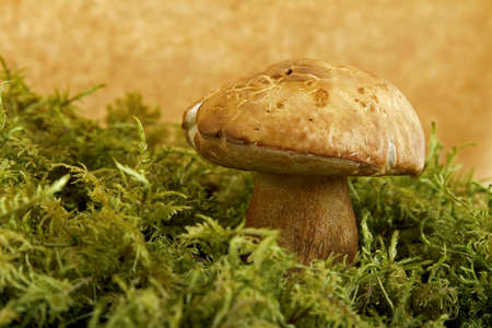 mushroomの写真素材