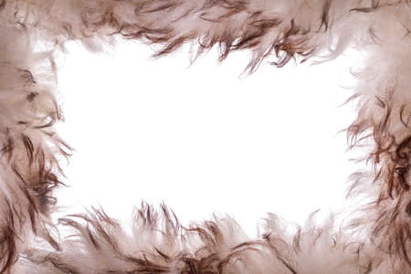 Fur 3の写真素材