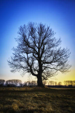 a tree at dawn on a fieldの写真素材