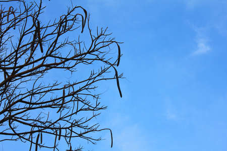 Dead tree with blue skyの写真素材