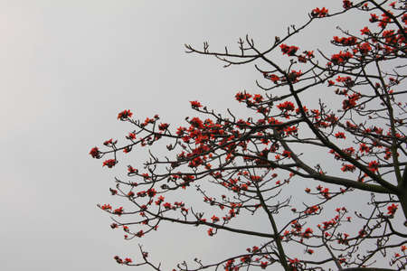 Cherry blossomの写真素材