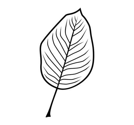 Vector illustration of the pear leafのイラスト素材