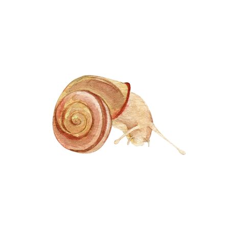 Hand painted watercolor colorful isolated snail clpartの写真素材