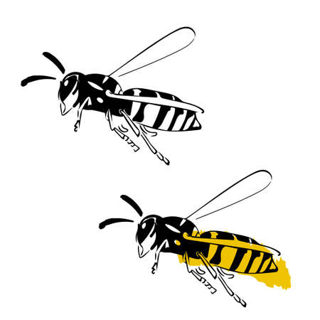 Wasp illustration black yellow stain isolated on white backgroundのイラスト素材