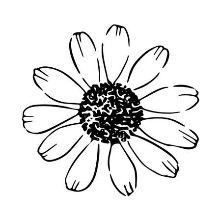 Daisy hand drawn illustration. Line art. Isolated on white background.のイラスト素材