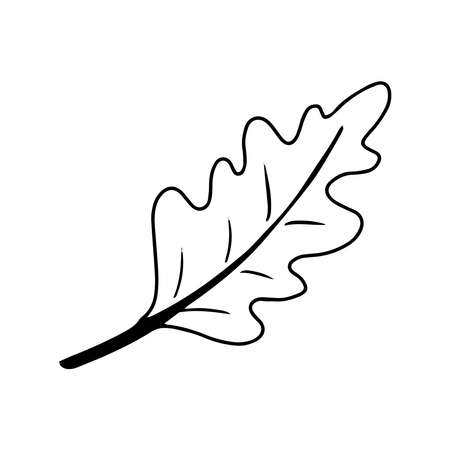 Oak leaf doodle. Isolated on white background. Line art.のイラスト素材