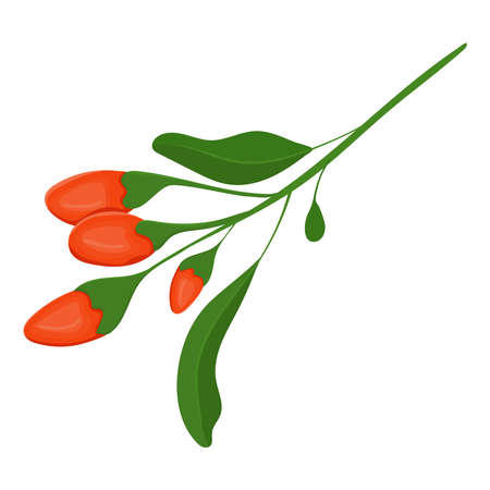 Goji berries plant colorful illustration. isolated vector.のイラスト素材