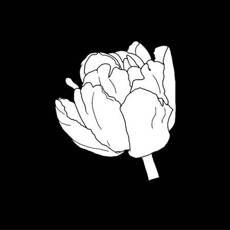 Tulip. Hand drawn spring flowers line art. Isolated on black background.のイラスト素材