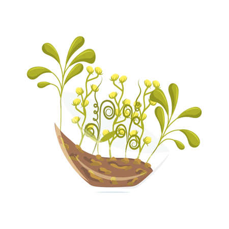 Home plant in aquarium. Home decor element.のイラスト素材