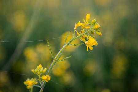 Dewdrops-wet yellow mustard flower with a Blurry background.の写真素材