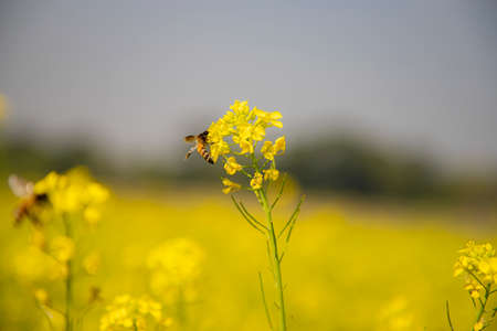 Bee Yellow Mustard flowers collecting honey with Blurry  background view