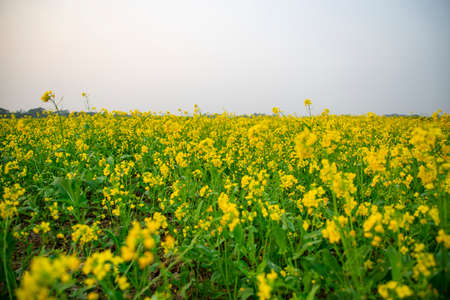 Bloom Mustard Flowers Beautiful scenery in the field.の写真素材