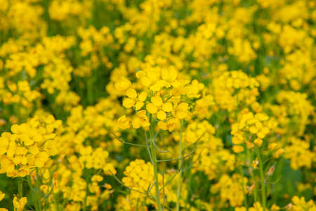 Bloom Mustard Flowers Beautiful scenery in the field.の写真素材