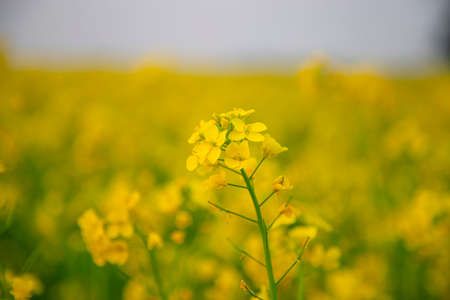 Close-up focus a Yellow Mustard Flower with Blurry Backgroundの写真素材