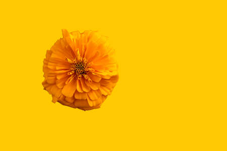 orange flower on orange backgroundの写真素材