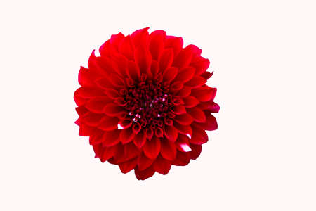 Beautiful Red Blooming Dahlia Flower Isolated on White Background Natural  View.の写真素材