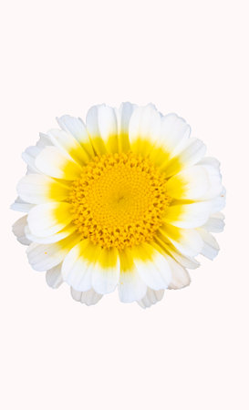 Beautiful chamomile flower isolated on a white background.の写真素材