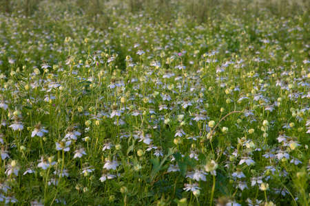 Close-up Focus Beautiful Black Cumin Flowers Plantation In the field Natural Landscape view.の写真素材
