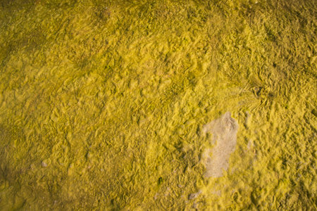 Aerial view of yellow colored algae in the water. Abstract backgroundの写真素材