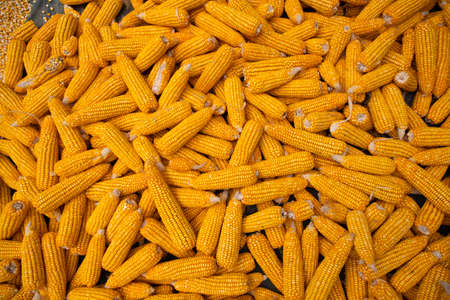 Corn Texture Background. Ripe dry Corn textured background