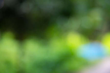 Green Bokeh Effects Abstract Background textureの写真素材