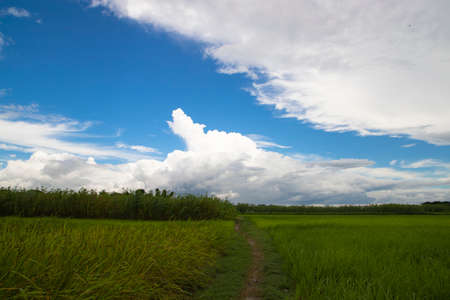 Beautiful Green rice fields  with contrasting  Cloudy skiesの写真素材