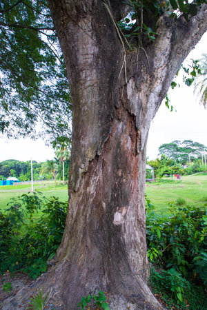 the biggest tree in the forest with a greenery viewの写真素材