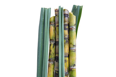 Fresh organic sugarcane with leaf isolated on white backgroundの写真素材