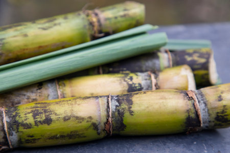 Close-up shot of Fresh slice sugarcaneの写真素材