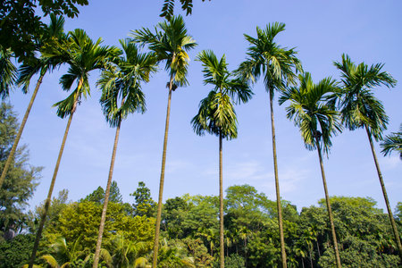 a row of rows trees in the park landscape view