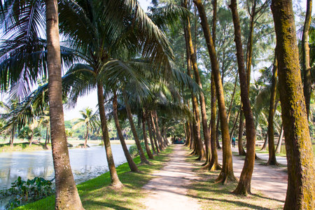 a row of rows trees in the park landscape viewの写真素材
