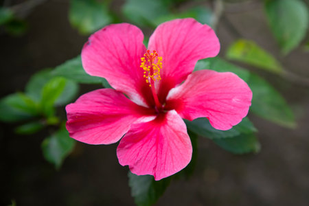 Blooming Pink hibiscus Flower on the garden treeの写真素材