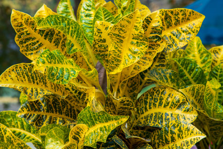 Natural Colorful Croton Leaves  may be used as a texture background wallpaperの写真素材