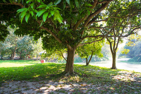 Natural Landscape view texture of Old Mango Tree Brach in the Parkの写真素材