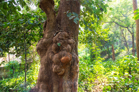 the biggest old tree in the forest with a greenery view