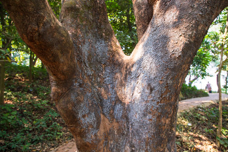 the biggest old tree in the forest with a greenery view