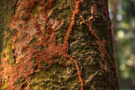 old Big tree bark  textured may be used as a background wallpaperの写真素材