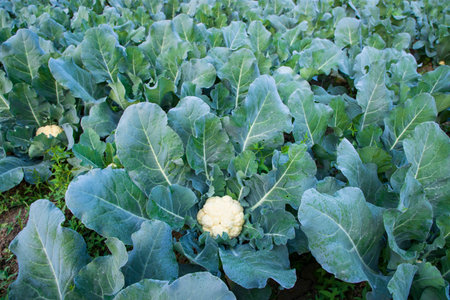 Fresh Cauliflower the raw vegetable grows in organic soil in the garden. Organic farming of fresh cauliflower plantationの写真素材