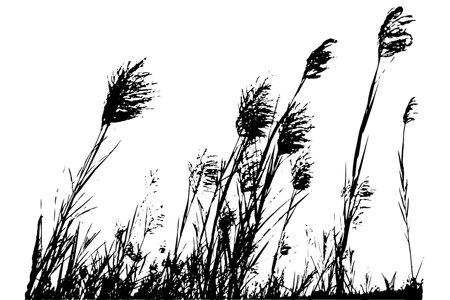 Trees Saccharum spontaneum flowers or kans grass silhouette vector artwork illustrationsのイラスト素材