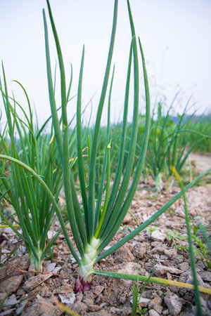 Close-up focus on Green Onion plant in the field