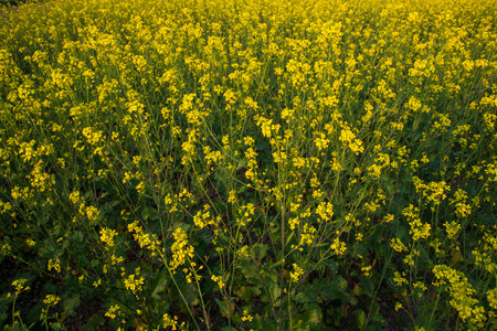Blooming rapeseed field in the springtime, close-upの写真素材