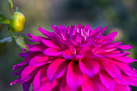 Beautiful Blooming Pink Dahlia Flower in the Garden Tree Close-up focus