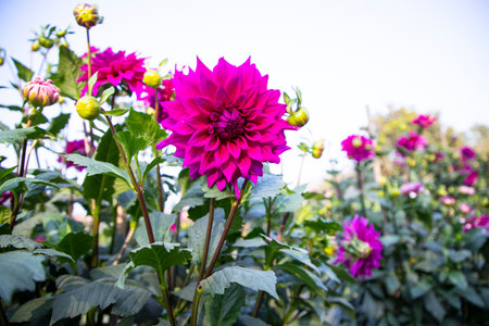 Beautiful  Blooming Pink Dahlia Flower in the Garden Treeの写真素材