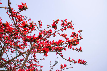 Flowers of Bombax ceiba tree on the blue sky backgroundの写真素材