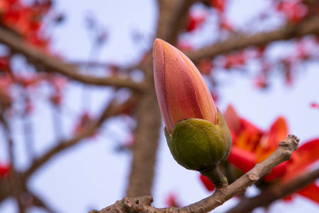 Bombax  Buds of a tree with flowers on a background of blue skyの写真素材