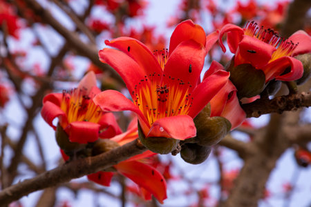 Close-up of Bombax ceiba flower blossom with blurred backgroundの写真素材