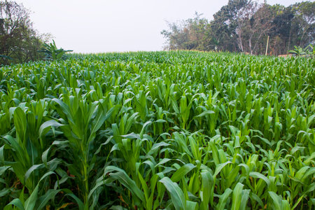 corn field with green leaves, closeup of photo with selective focusの写真素材